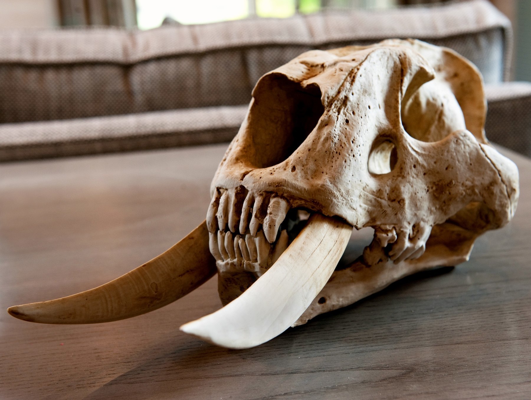 Skull on Coffee Table